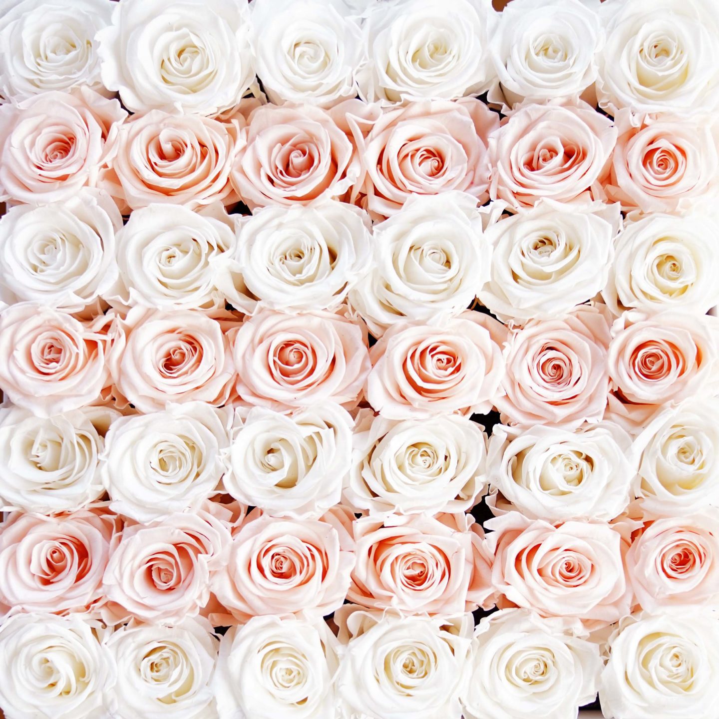 Venus Et Fleur Roses Valentine's Day | The Beauty Look Book