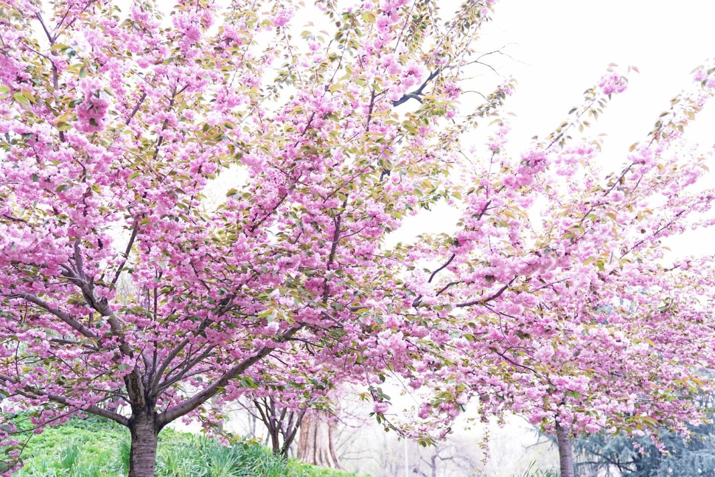 Cherry Blossom Trees Spring NYC | The Beauty Look Book